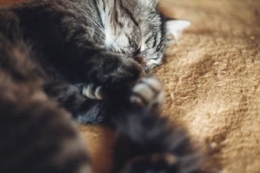 Kedi battaniyenin üstünde uyuyor. 