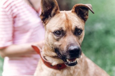 köpek tasması koyarak