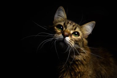Şirin tekir kedi. 