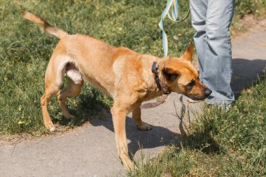 açık havada yürüyen kahverengi köpek