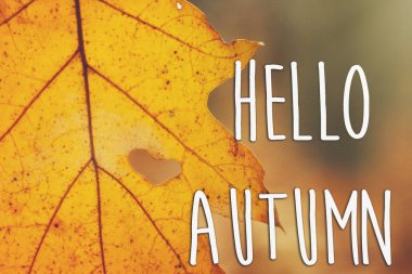 Merhaba sonbahar metin sarı yaprak üzerinde 