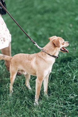 köpeklerine tasma sahibi ile yürüyüş 