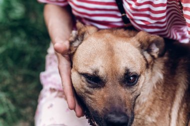 köpek sahibi ile yapıştırma