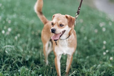 köpeklerine tasma Park