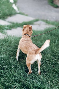 köpeklerine tasma Park