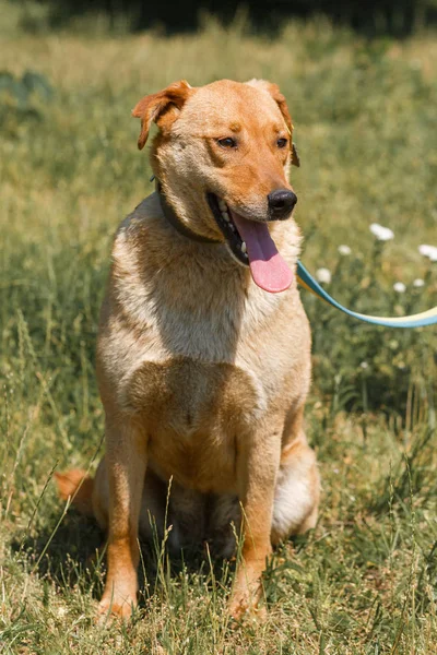 Brown dog resting on grass — Stock Photo, Image