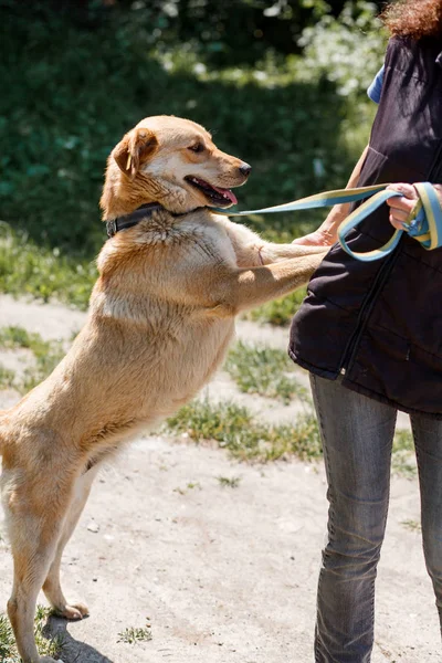 Labrador appoggiato al proprietario — Foto Stock