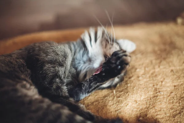 Gato lamiéndose y lavándose —  Fotos de Stock