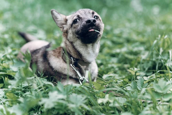 小さな犬が草を食べる — ストック写真