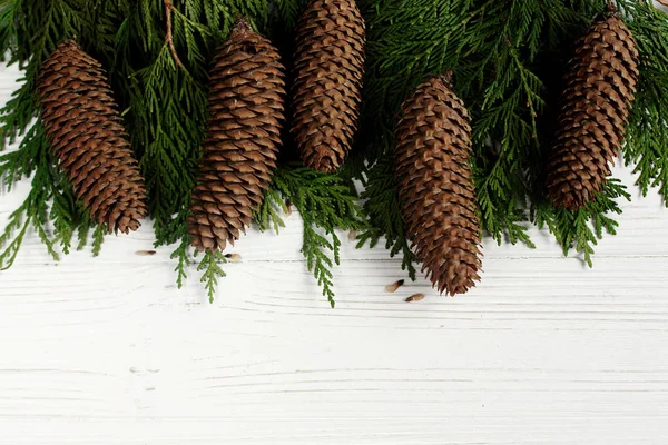 Green fir branches with pine cones — Stock Photo, Image