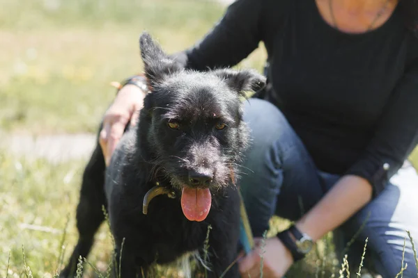 Negro peludo perro — Foto de Stock