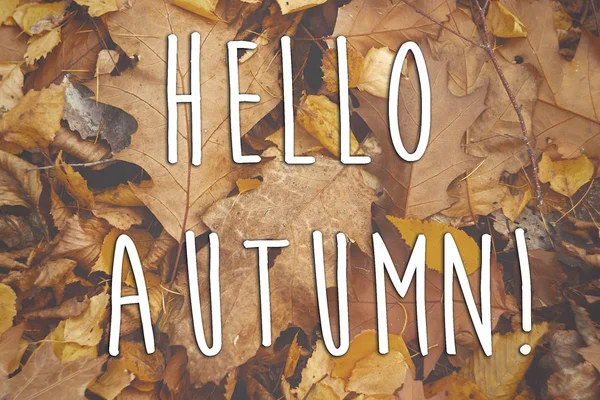Hallo herfst tekst op gele bladeren — Stockfoto