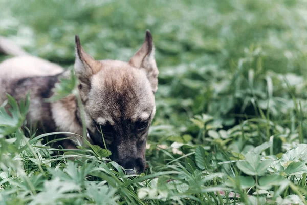 Pequeño perro comiendo hierba — Foto de Stock