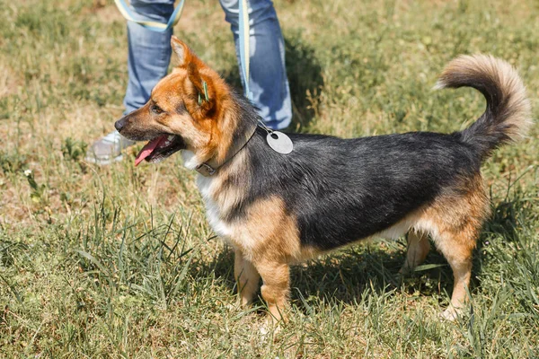 Cute german shepherd puppy — Stock Photo, Image