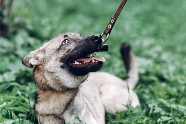 Wierny pies szuka właściciela — Zdjęcie stockowe