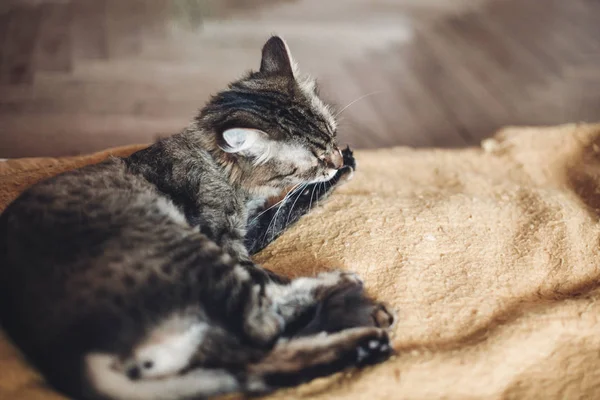 Мытье кошек — стоковое фото