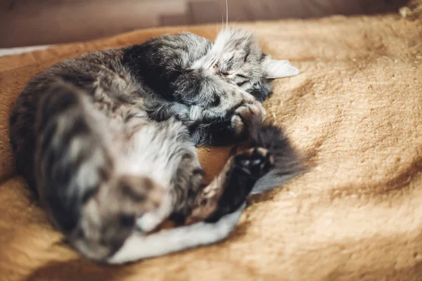 Gato durmiendo en amarillo manta —  Fotos de Stock