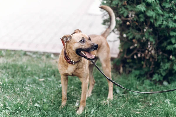 Puppy walking on leash — Stock Photo, Image