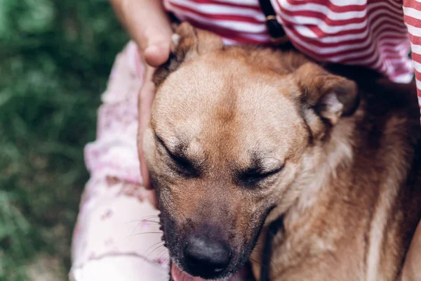 Ikatan anjing dengan pemilik — Stok Foto