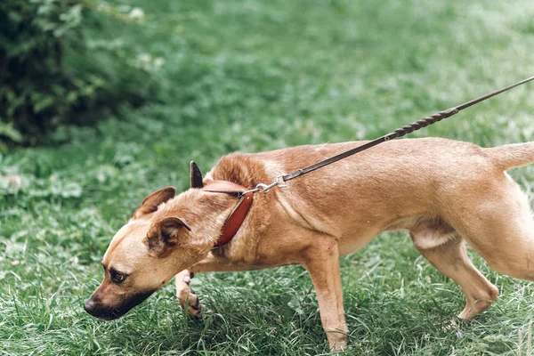 Hond zoeken iets in gras — Stockfoto