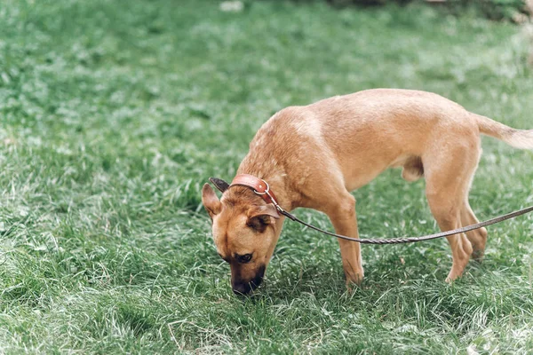 Cane alla ricerca di qualcosa in erba — Foto Stock