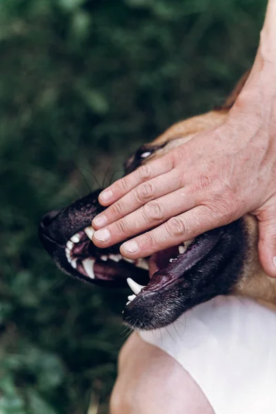 Dog pretending to bite hand — Stock Photo, Image