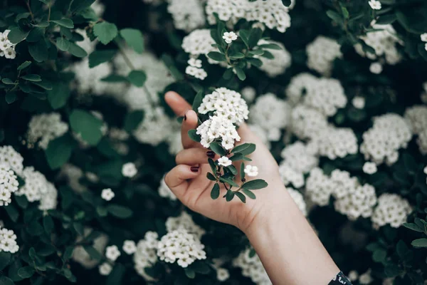 Hand holding blooming branch — Stock Photo, Image