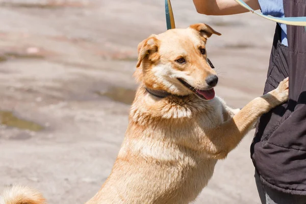Labrador apoyado contra dueño — Foto de Stock