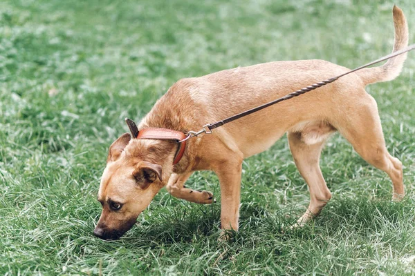 Dog looking for something in grass — Stock Photo, Image