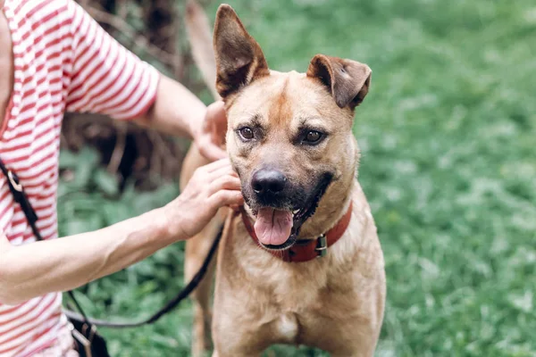 Owner putting on leash on dog — Stock Photo, Image