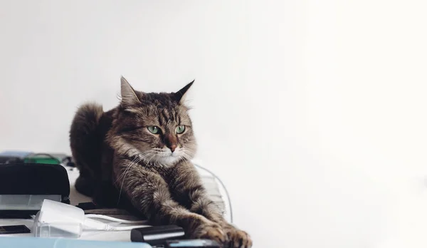 Katze sitzt auf Tisch — Stockfoto