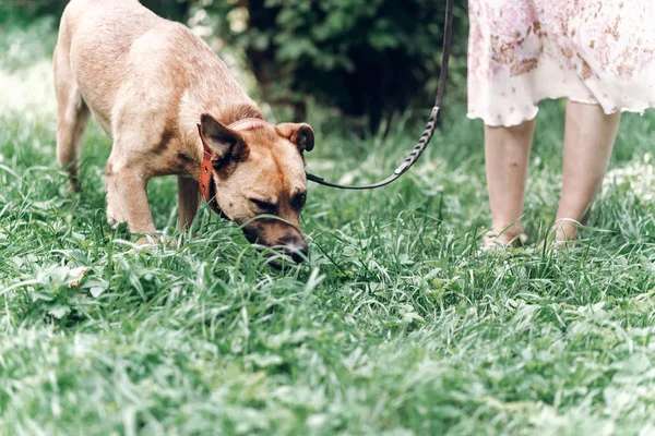 Zemin koklayıcı bir köpek — Stok fotoğraf