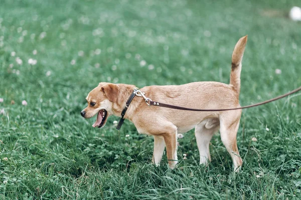 Happy dog walking in park — Stock Photo, Image