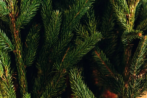 Green fir branches — Stock Photo, Image