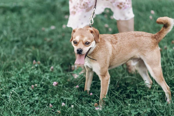 Woman with dog on leash — Stock Photo, Image