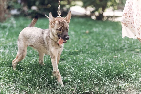 Chiot en laisse marchant avec le propriétaire — Photo