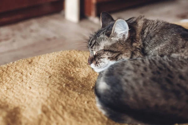 Katze schläft auf gelber Decke — Stockfoto