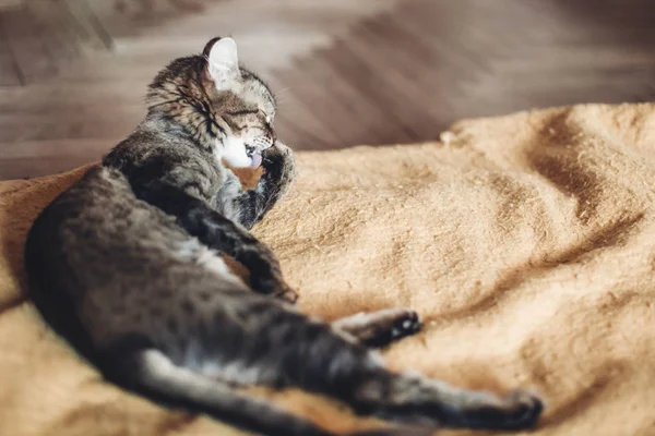 Pele de limpeza de gato — Fotografia de Stock