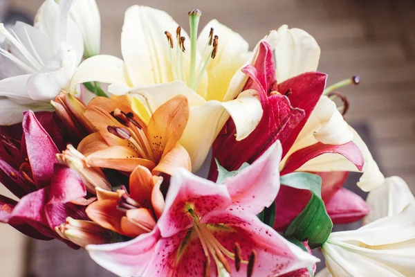 Flores de lirio de colores — Foto de Stock