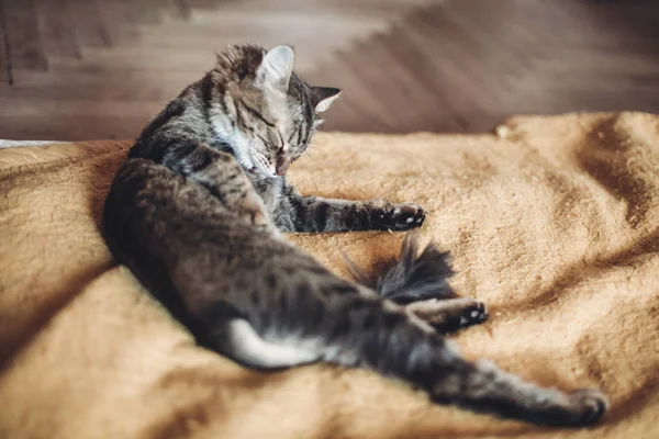 Katzenwäsche selbst — Stockfoto