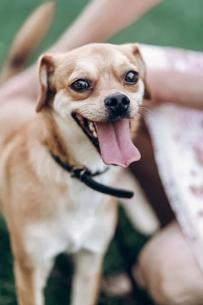 Divertido emocional cachorro — Foto de Stock