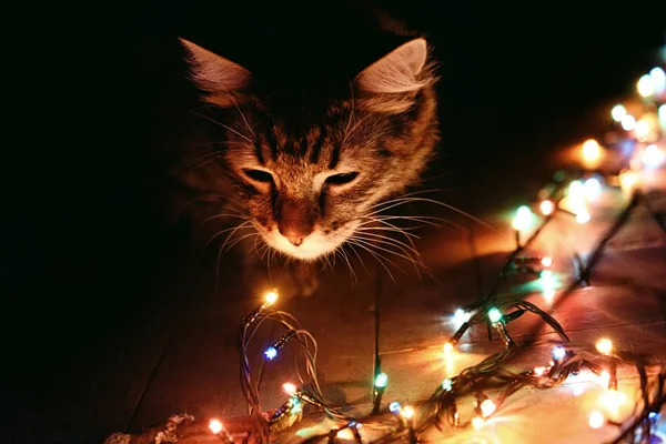 Aranyos macska és Karácsonyi koszorú fények — Stock Fotó