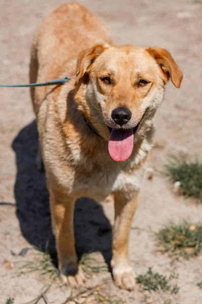 Mixed breed brown dog — Stock Photo, Image