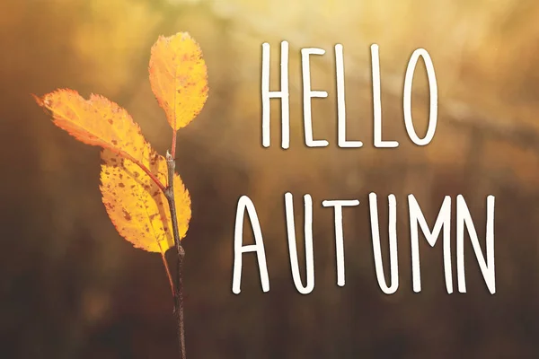 黄色の葉にこんにちは秋テキスト — ストック写真