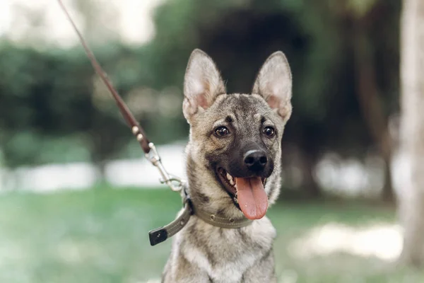 Anjing duduk di padang rumput hijau — Stok Foto