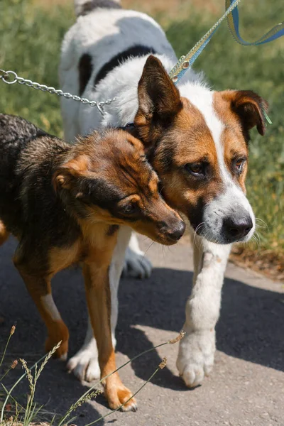 Две собаки друзей на прогулке — стоковое фото