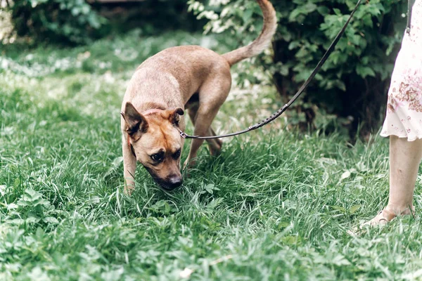 Zemin koklayıcı bir köpek — Stok fotoğraf