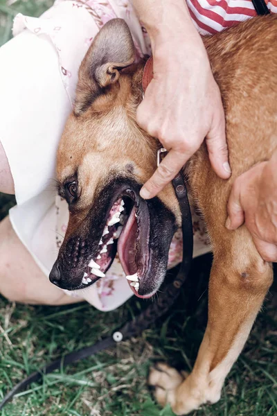 Dog playing biting owner — Stock Photo, Image