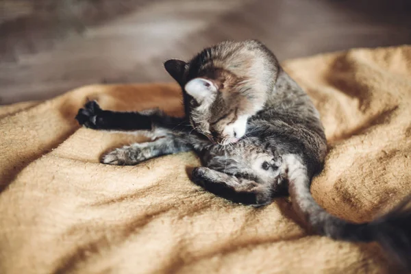 Pele de limpeza de gato — Fotografia de Stock