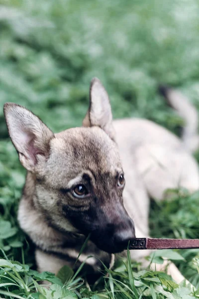 Cachorro deitado na grama verde — Fotografia de Stock